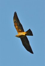 DSC_6529.jpg