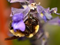 Bee3.jpg
