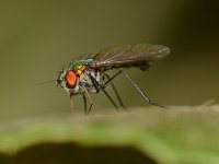 Fly.jpg