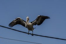 NEW_6338_webshot.jpg