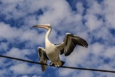 NEW_6341_webshot.jpg