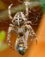 DSC_0006 (515x640).jpg