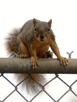 Squirrel.jpg