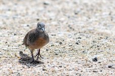 birdtest1.jpg