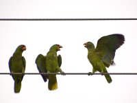 Parrot19.jpg