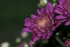 DSC_1407.jpg