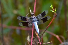 DSC_6633.jpg