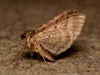 Moth.jpg