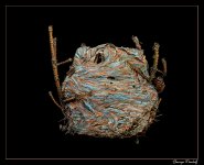 Day247WaspNest.jpg