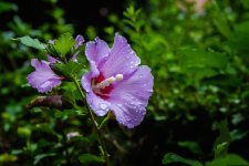 DSC_0085.jpg