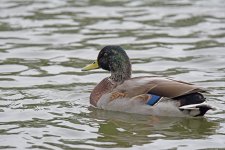 DSC_6951.jpg