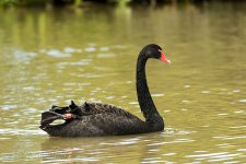 NEW_7122_webshot.jpg