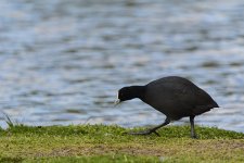 NEW_7156_webshot.jpg