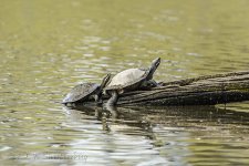 NEW_7176_webshot.jpg