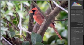 cardinal120.jpg