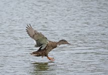 DSC_7090.jpg
