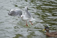 DSC_7092.jpg