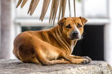 dog-2.jpg