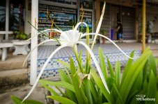 spider-flower.jpg