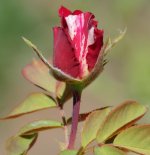 DSC_6369.jpg