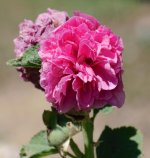 DSC_6371.jpg