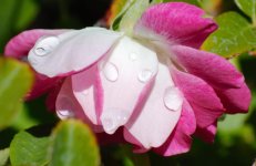 DSC_6375.jpg