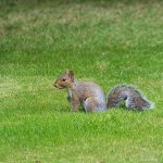 Squirrel.jpg