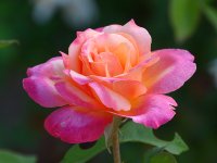 Rose2.jpg