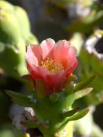 CactusFlower.jpg