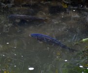DSC_0006.jpg