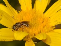 Bee.jpg