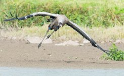 Crane-Flying.jpg