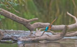 Kingfisher-sm.jpg