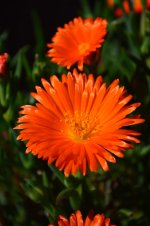 DSC_3920.jpg