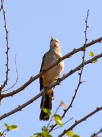 Mockingbird.jpg