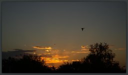 Sunset with Birds  9-6-2014.jpg