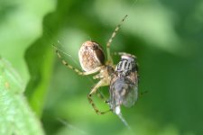 DSC_7598.jpg