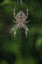 Spider-10.jpg