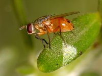 Fly.jpg
