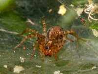 Spider2.jpg