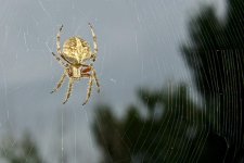 Spidey 070.jpg