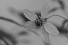 DSC_1546-2.jpg