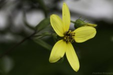 DSC_1547.jpg