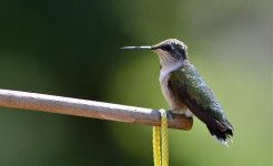 DSC_7197_2.jpg