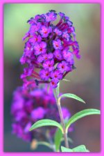Tiny Purple Flowers.jpg