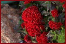 Red Cocks Comb Flowers.jpg