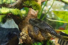 PlecoAndFeather1-L.jpg