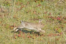 DSC_7286.jpg
