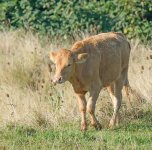 DSC_7321.jpg