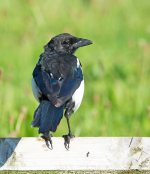 DSC_7359.jpg